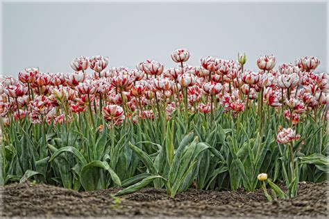 Red And White Tulips Free Stock Photo - Public Domain Pictures