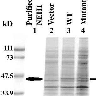 Expression And Puri Fi Cation Of Neh Lysates G Of E Coli