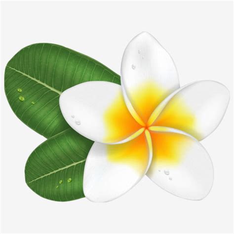 Champa Clipart Vector, Champa Flower 1, Laos, Thai, Line PNG Image For ...