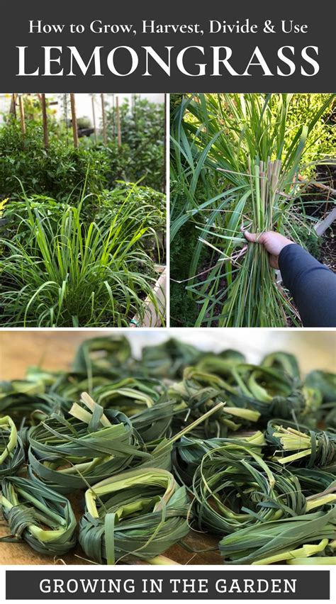 How To Grow Harvest Divide And Use Lemongrass A Complete Guide