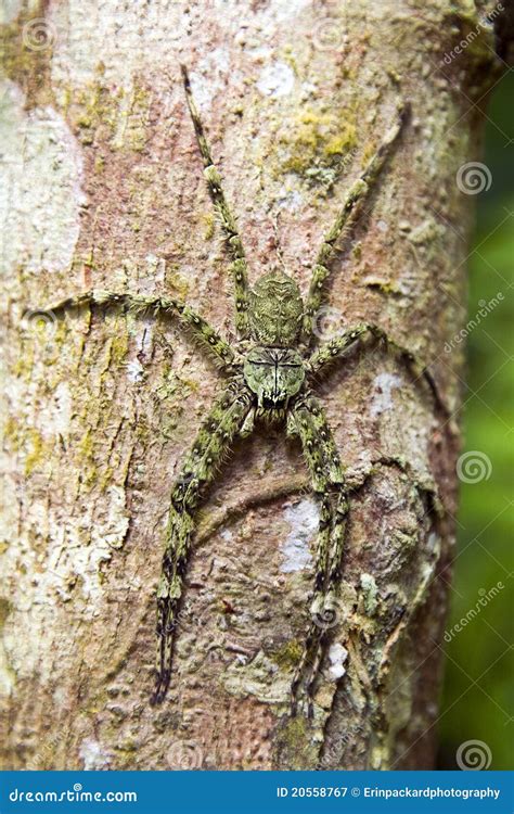 Giant Green Vietnamese Spider Stock Image - Image of national, natural ...