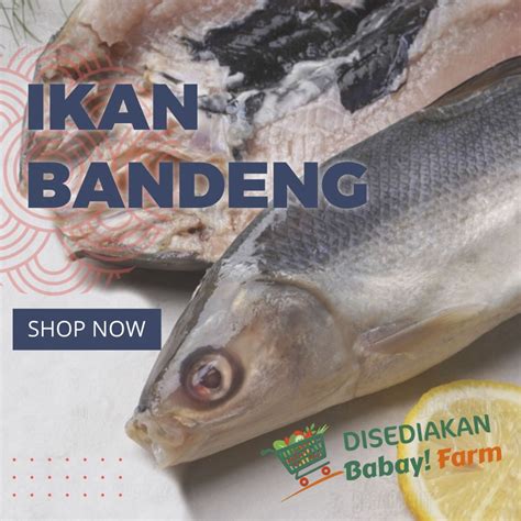 Jual Ikan Bandeng Segar Gr Kg Shopee Indonesia