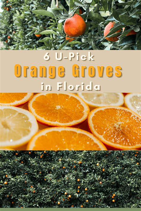 6 Must Visit U Pick Orange Groves In Florida Rachels Crafted Life