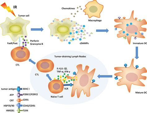 Frontiers Immunogenic Cell Death Induction By Ionizing Radiation