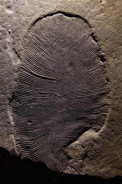 Scientists Identify The Earths Oldest Known Animal Fossils Huffpost