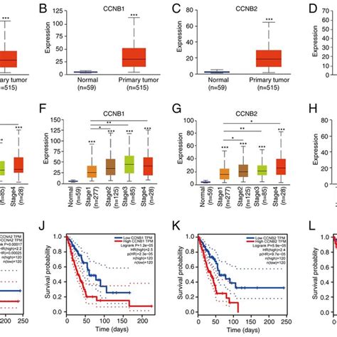 Expression Levels Of Hub Genes And Patient Prognosis A D Identifying