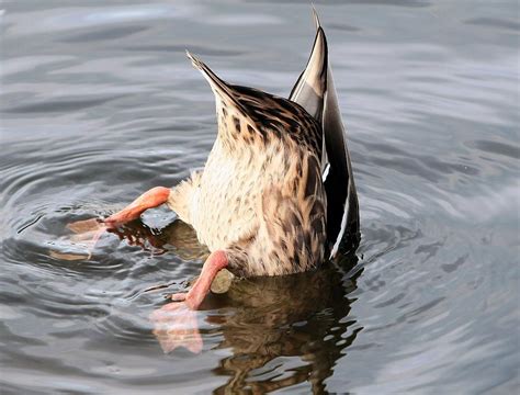 Upside Down Duck Photograph By Jeffrey Jones Fine Art America