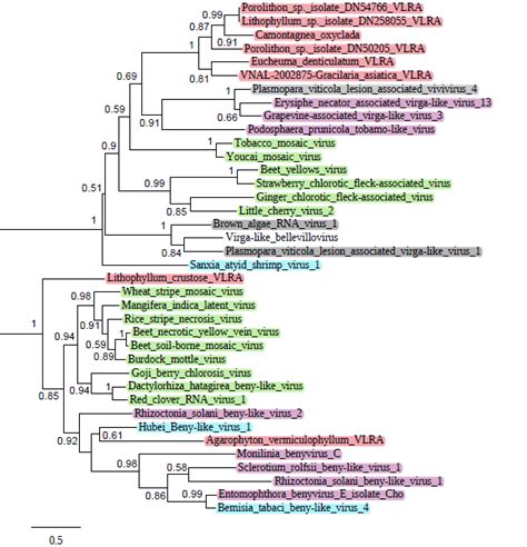 Phylogenetic Analysis Of The Conserved Motifs Of Rdrp Derived From The