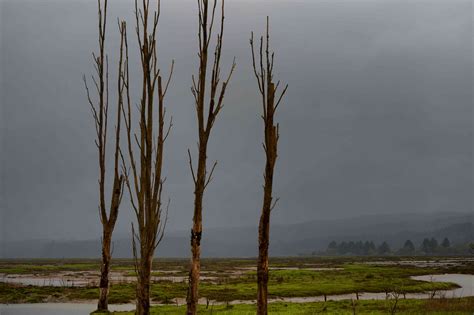 8 Ghost Forests Caused by Rising Sea Levels in the U.S.