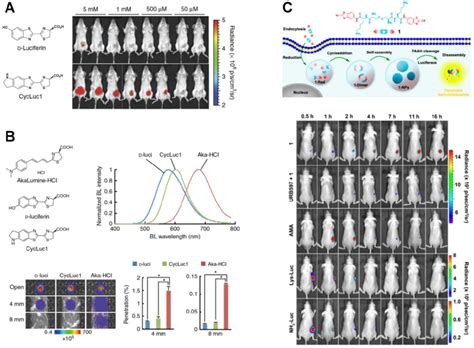 Luciferin Analogs For BL Imaging A Structures And Imaging