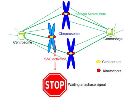 Centromere In Mitosis