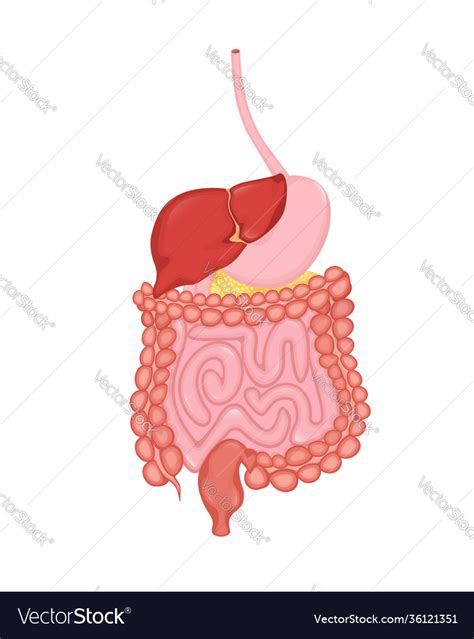 Cartoon Digestive System For Medical Design Flat Vector Image