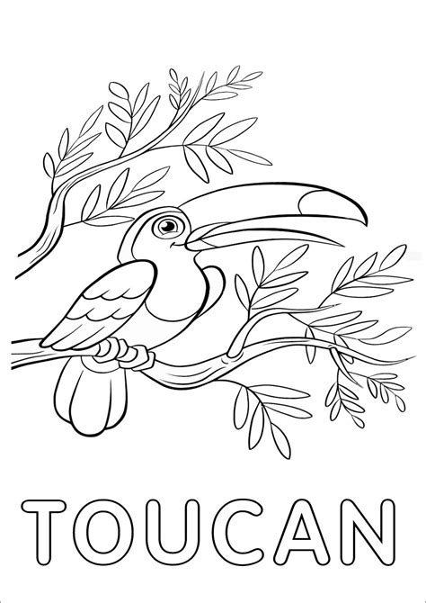 Toucan Coloring Page Printable