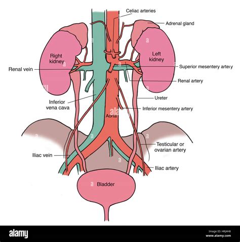 Ovarian Artery Hi Res Stock Photography And Images Alamy