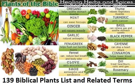 Beginners Reference To Medicinal Herbs And Spices Biblical Digital