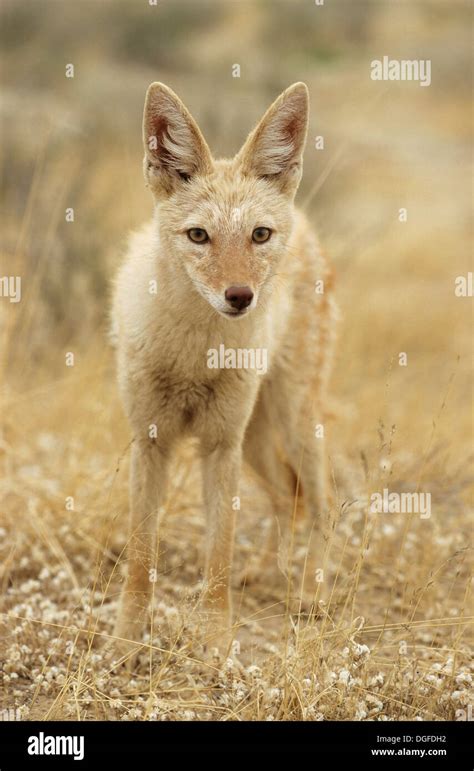 Albino Black Backed Jackal Fotografías E Imágenes De Alta Resolución