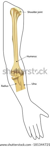 1 Radiohumeral Joint Images, Stock Photos & Vectors | Shutterstock