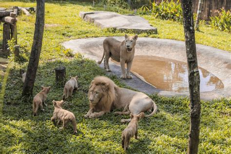 “Revealing” 8 interesting things about lions – the king of the jungle ...