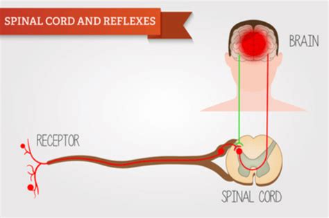 Transverse Myelitis : Symptoms, causes, diagnosis, & treatment | FactDr