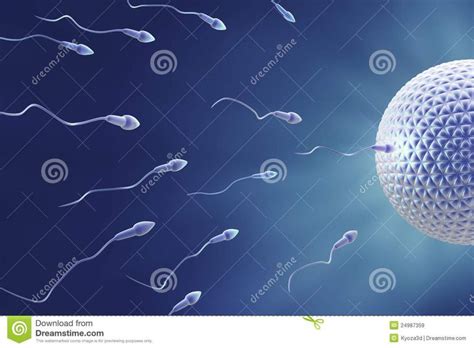 Sperm and Egg Fertilization