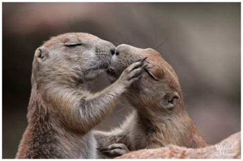 Imagenes De Amor Con Animales Imagui