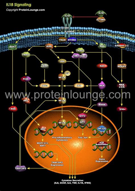 Biological Databases And Tools Il18 Pathway Protein Lounge