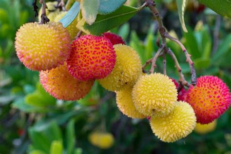 Arbutus Unedo Strawberry Tree