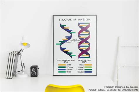 RNA and DNA POSTER, Structure of Dna and Rna, Biology Art Print ...