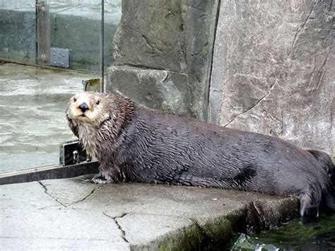 Could You Please Open This Door For Me Human — The Daily Otter Otters Sea Otter Otter Love