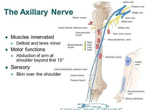 Axillary Nerve: Course, Motor, Sensory & Common Injuries » How To ...