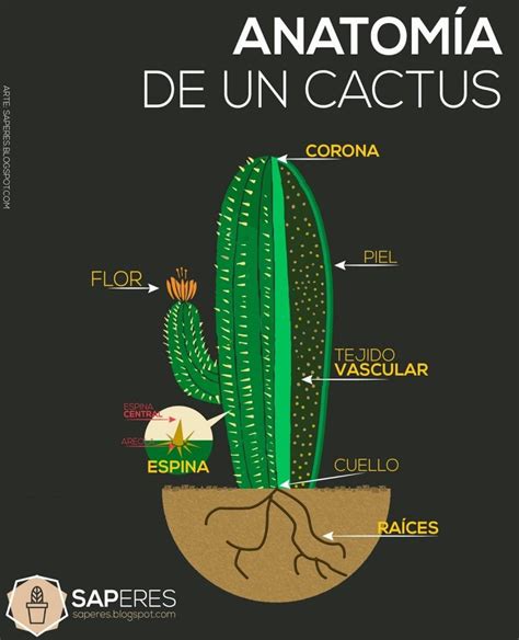 What Are The Parts Of The Cactus And What Functions Do They Have