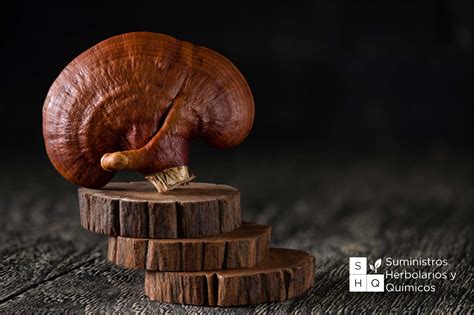 Conoce Los Beneficios Del Hongo Reishi Shq