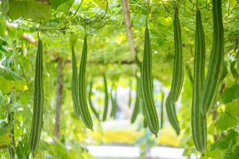 How To Grow Loofah Plants In Your Garden