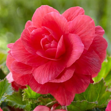 Begonia Upright Double Roseform Pink & Picotee White - 6 count