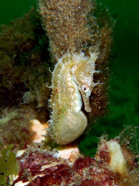 Seahorse Giving Birth