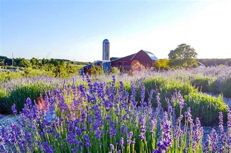 U S Lavender Farms You Can Visit Lavender Farm Scenic Byway