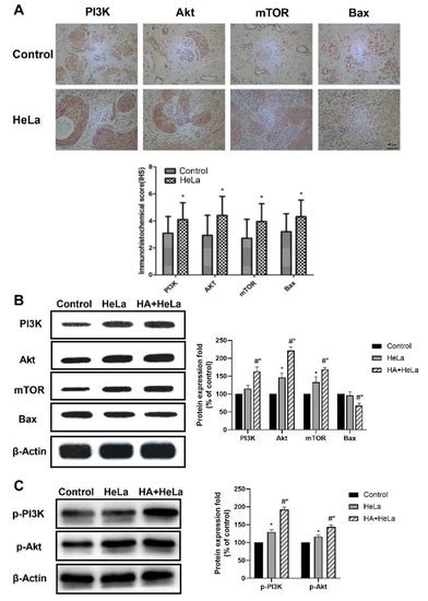 Molecules Free Full Text Apigenin Inhibits Histamine Induced