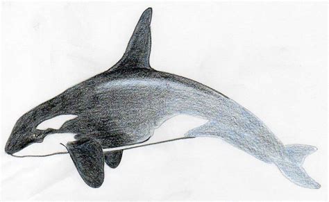 How To Draw Killer Whale. Any Beginner Can Do This!