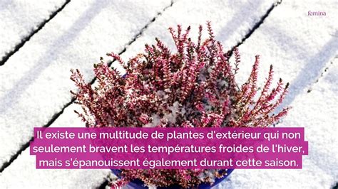 8 plantes dextérieurs qui résistent au froid Vidéo Dailymotion