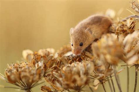 Harvest Mouse Everything You Need To Know A Guide With Images