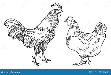 Chicken Sketch. Hen and Rooster Drawing Stock Vector - Illustration of ...