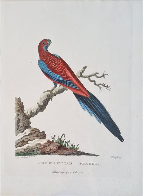 Penantian Parrot (Crimson Rosella) - Arthur Philip – Golden Age Maps