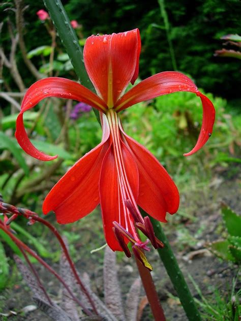 Qual O Significado Da Flor De Lis Saiba Mais Grupo Escoteiro