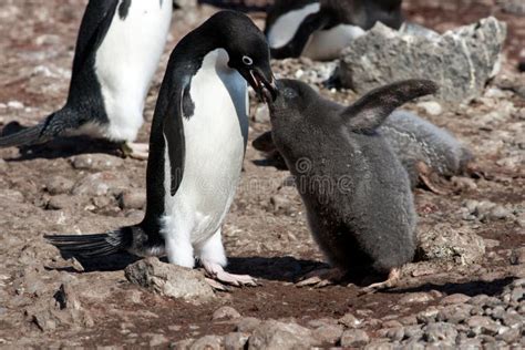 Penguin mother and child stock photo. Image of south - 29244194