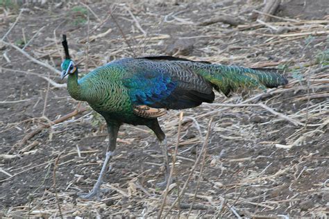 Green Peafowl Pavo Muticus Java Ron Knight Flickr