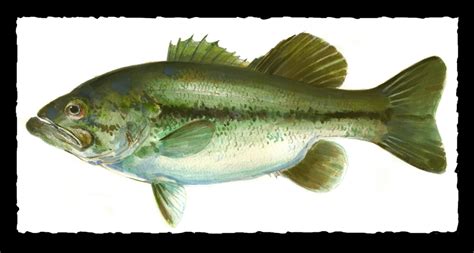 Largemouth Bass Watercolor Frank Gee