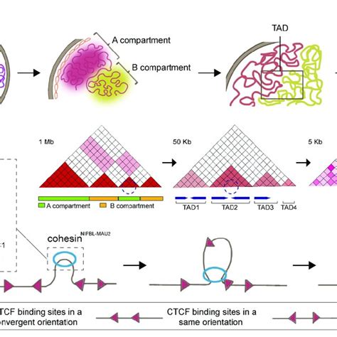 Three Dimensional Genome Organization And Loop Extrusion Model A The