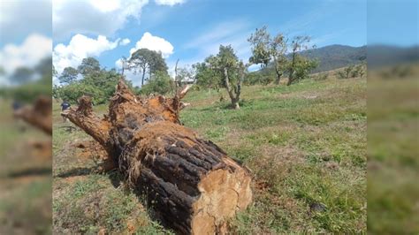 Talan Cerro Para Sembrar Aguacate En Ziracuaretiro Michoac N