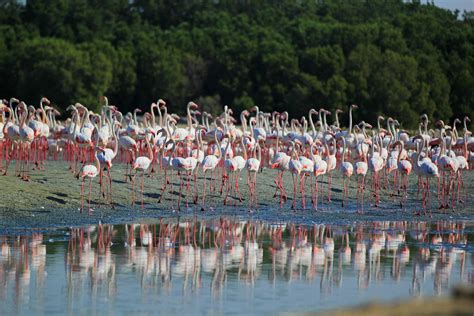 The UAE's restored wetlands - Goumbook