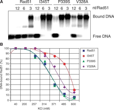 Rad Gain Of Function Mutants That Exhibit High Affinity Dna Binding